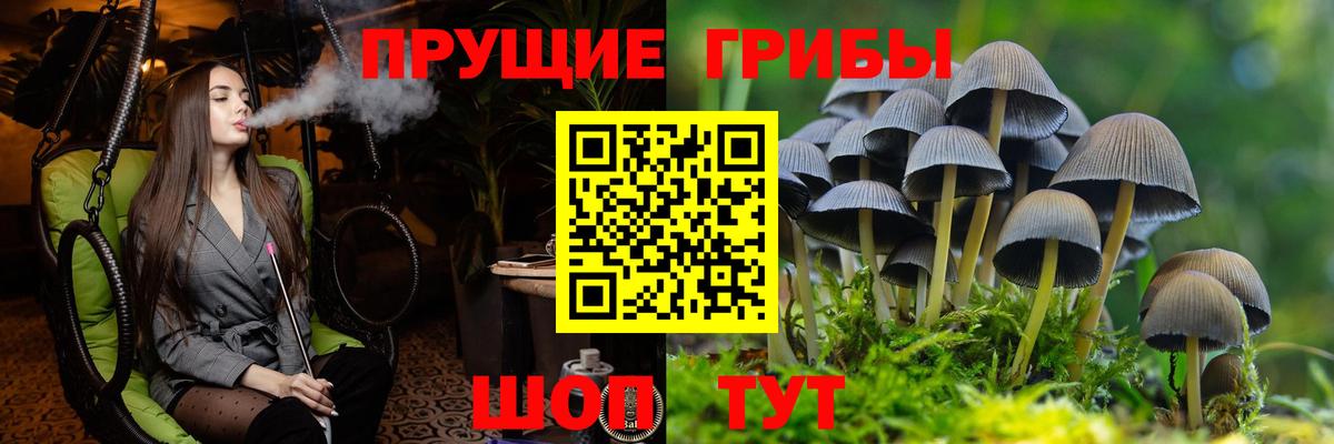 Торжок  Галлюциногенные грибы прущие грибы  Вход с VPN 